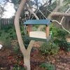 image:imageDutchCrafters Plastic Hanging Hopper Bird Feeder Small Bird Feeders for Outdoors Suitable for Bird Food Bird Seed Mealworm Small Turf Green amp WeatherwoodTurf Green  Cedar